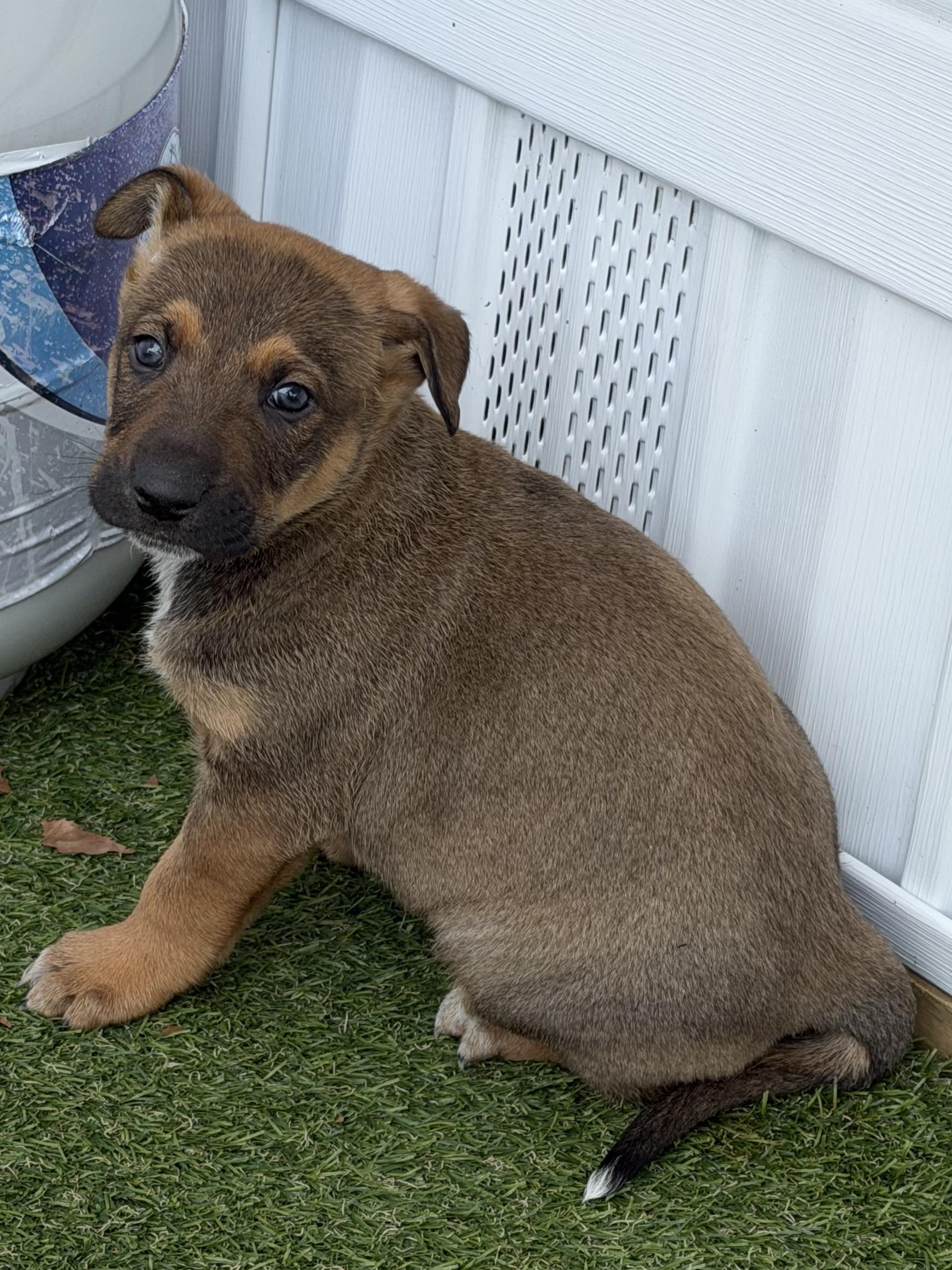 Enlarge Tucci, a Adoptable mixed breed in Hamilton , NJ image 1/1