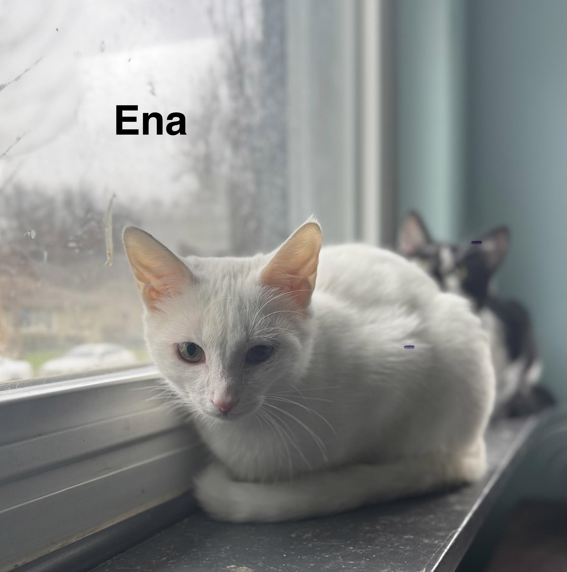 Ena, ADOPTABLE, Kitten Female Domestic Short Hair.
