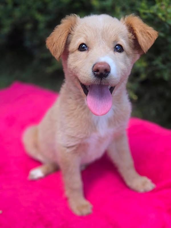 Mable, adopted, Puppy Female Mixed Breed.