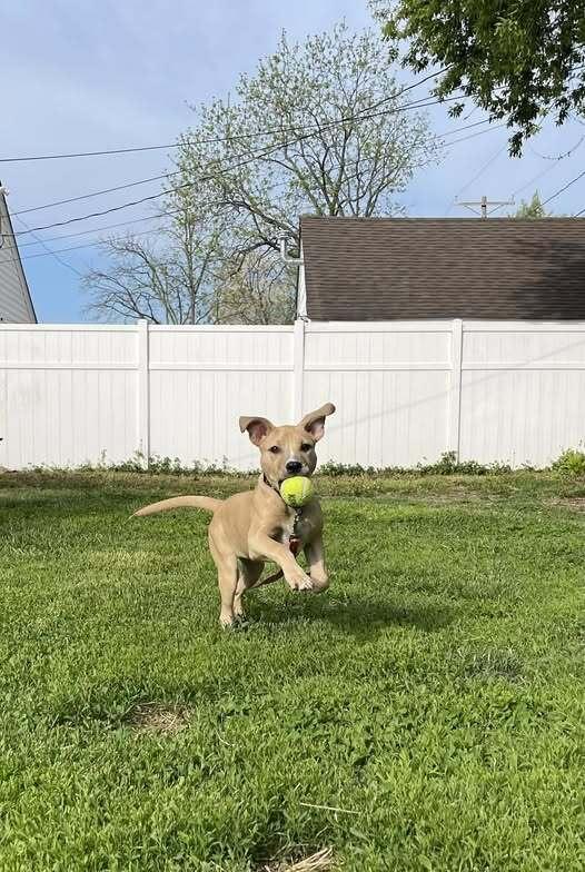 Tuaca, Adoptable, Puppy Female Mixed Breed.
