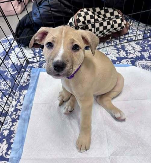 Tuaca, Adoptable, Puppy Female Mixed Breed.