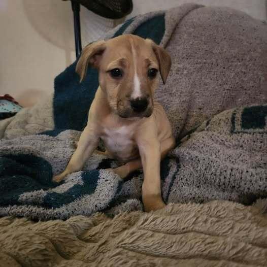 Enlarge Tuaca, a Adoptable mixed breed in Milton, DE image 2/2