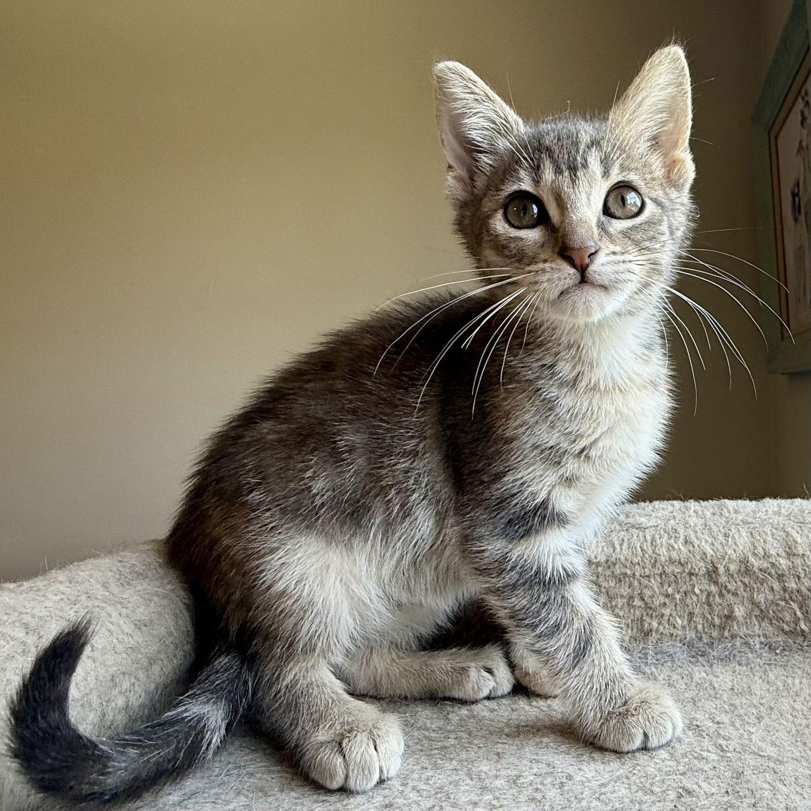 Concord Crush, a Adopted Domestic Short Hair in Alpharetta, GA image 1/3