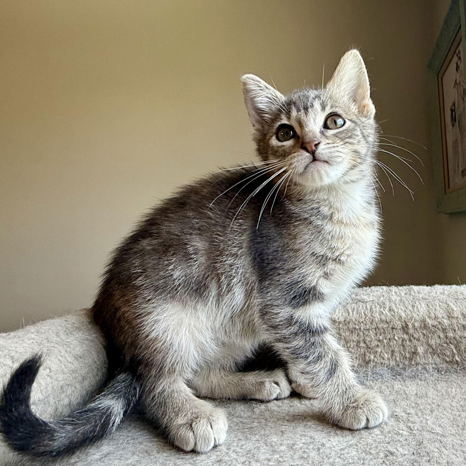 Concord Crush, a Adopted Domestic Short Hair in Alpharetta, GA image 2/3