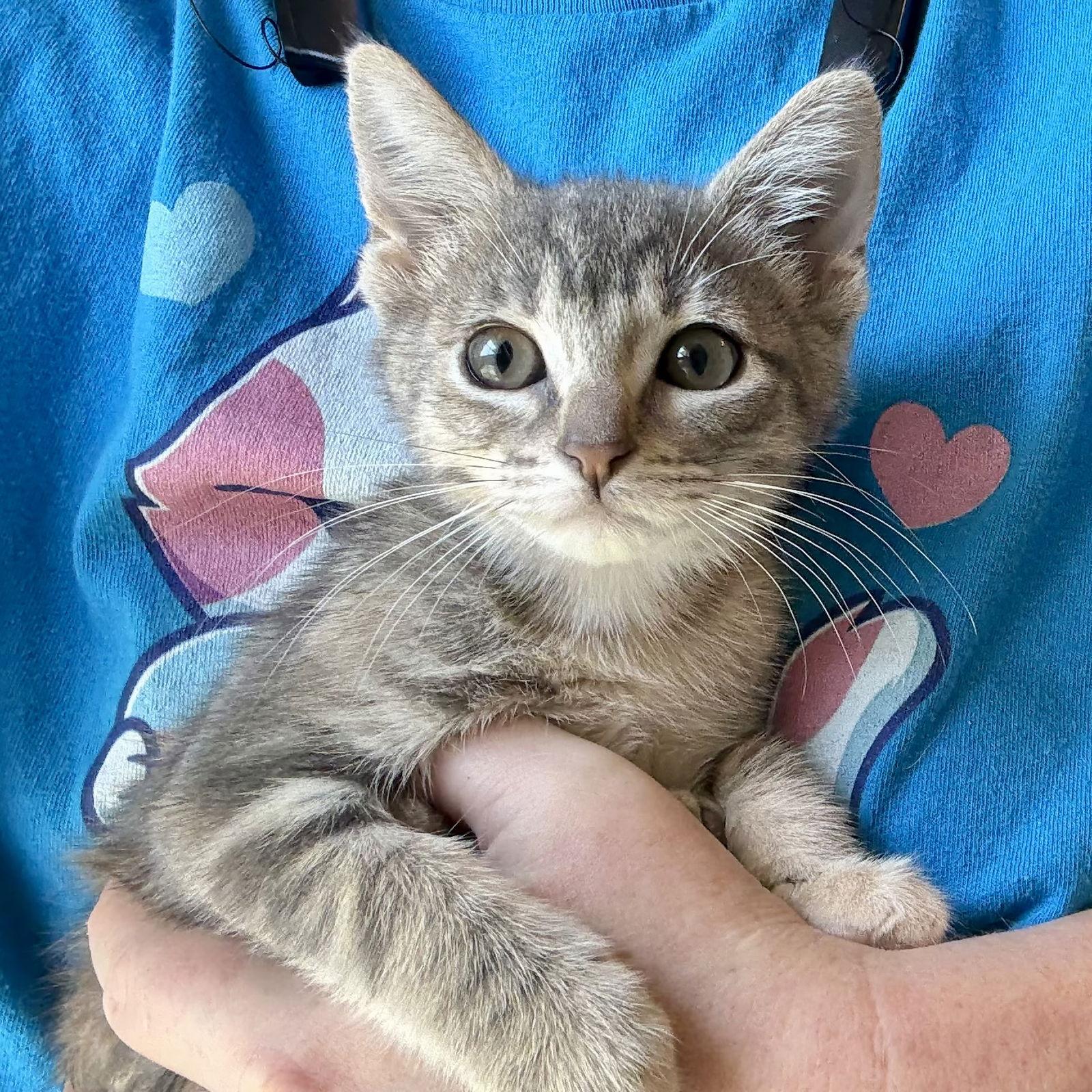 Concord Crush, a Adopted Domestic Short Hair in Alpharetta, GA image 3/3