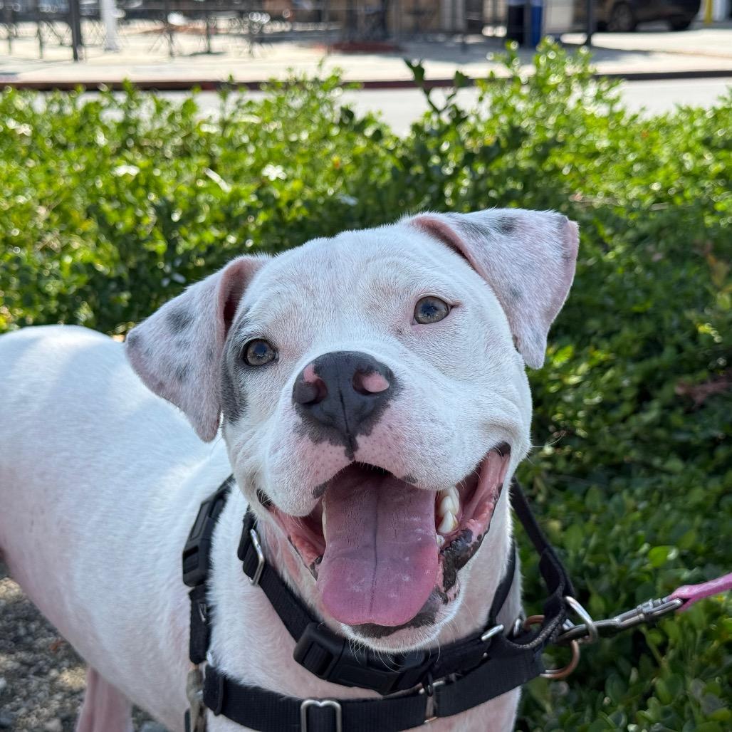 Daymond, Adoptable, Young Male Pit Bull Terrier.