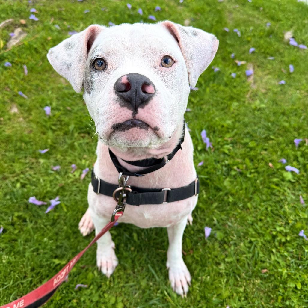 Enlarge Daymond, a Adoptable Pit Bull Terrier in Pasadena, CA image 2/6