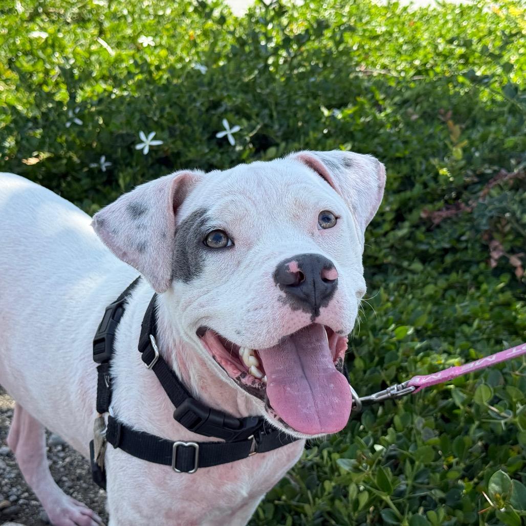 Enlarge Daymond, a Adoptable Pit Bull Terrier in Pasadena, CA image 1/6