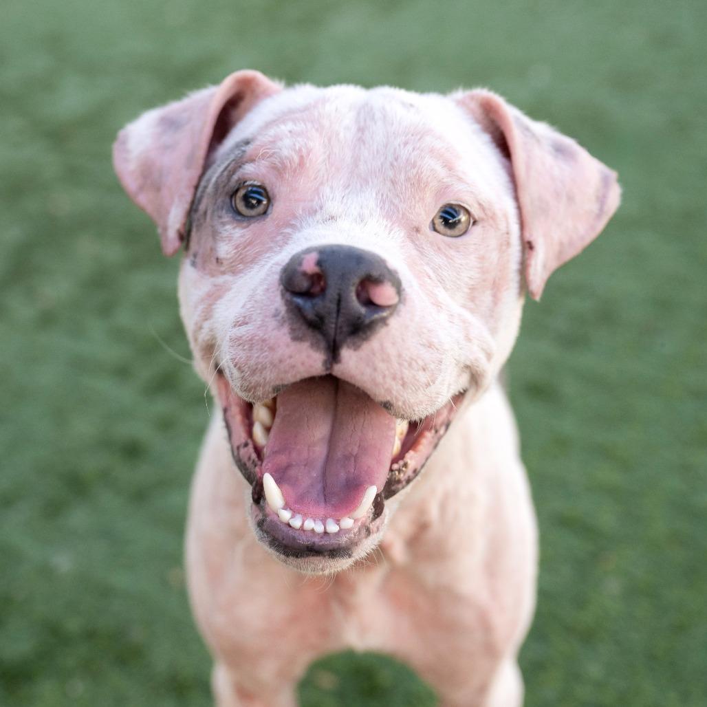 Enlarge Daymond, a Adoptable Pit Bull Terrier in Pasadena, CA image 2/6
