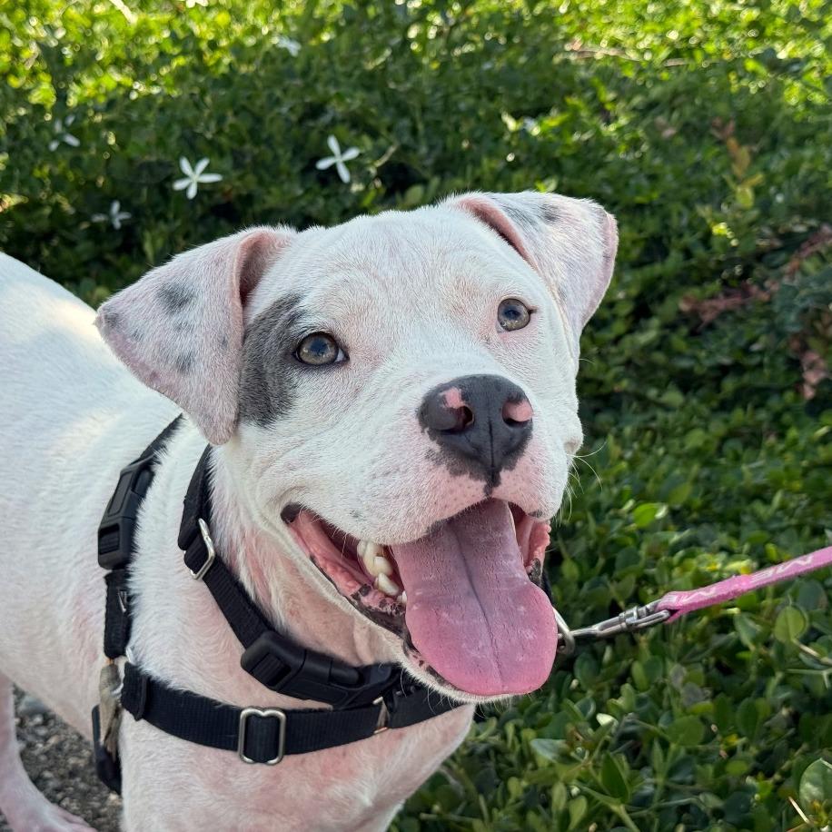 Enlarge Daymond, a Adoptable Pit Bull Terrier in Pasadena, CA image 4/6