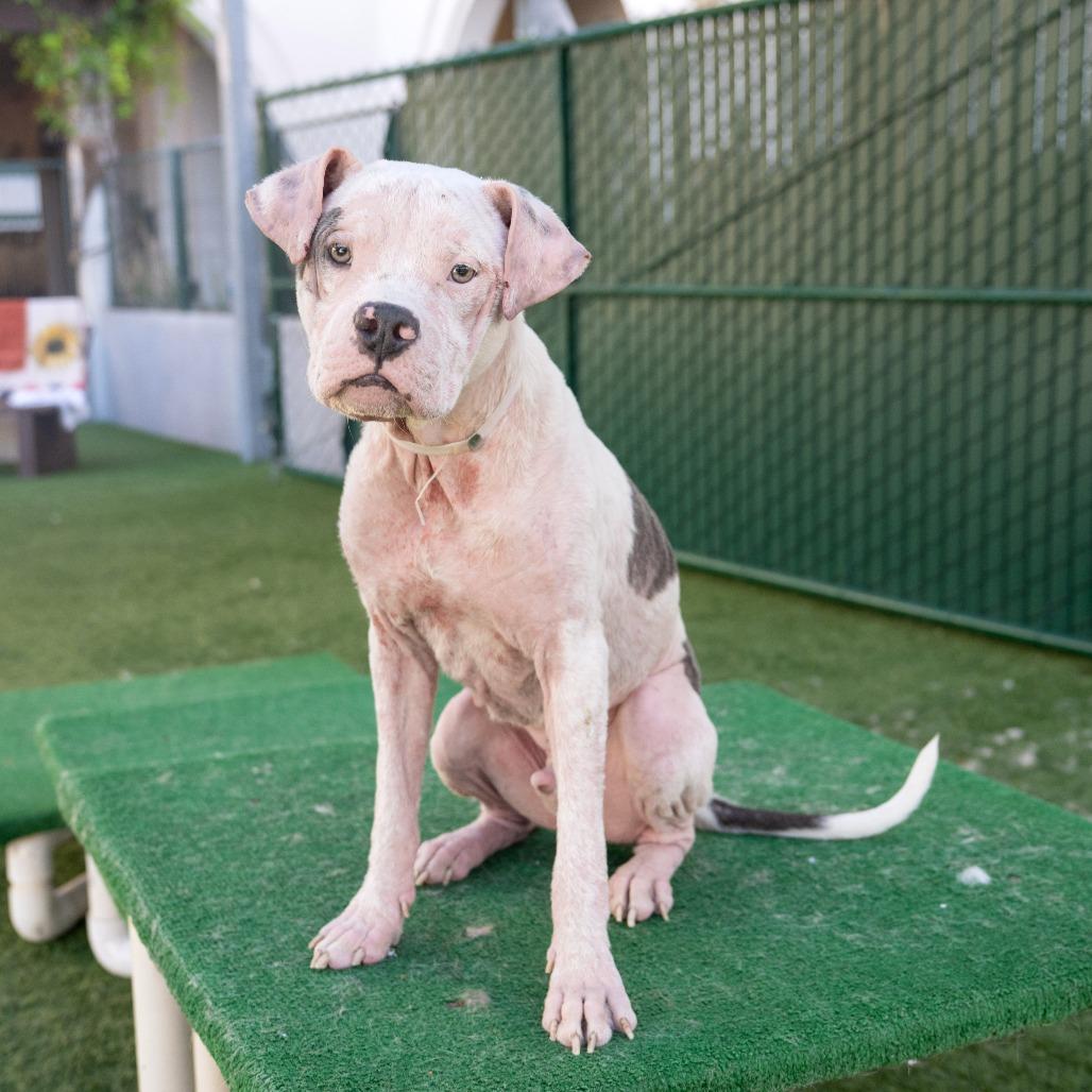 Enlarge Daymond, a Adoptable Pit Bull Terrier in Pasadena, CA image 3/6