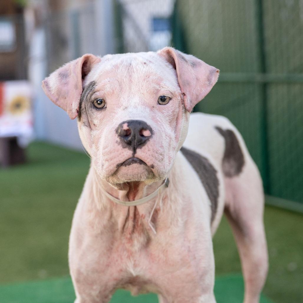 Enlarge Daymond, a Adoptable Pit Bull Terrier in Pasadena, CA image 4/6