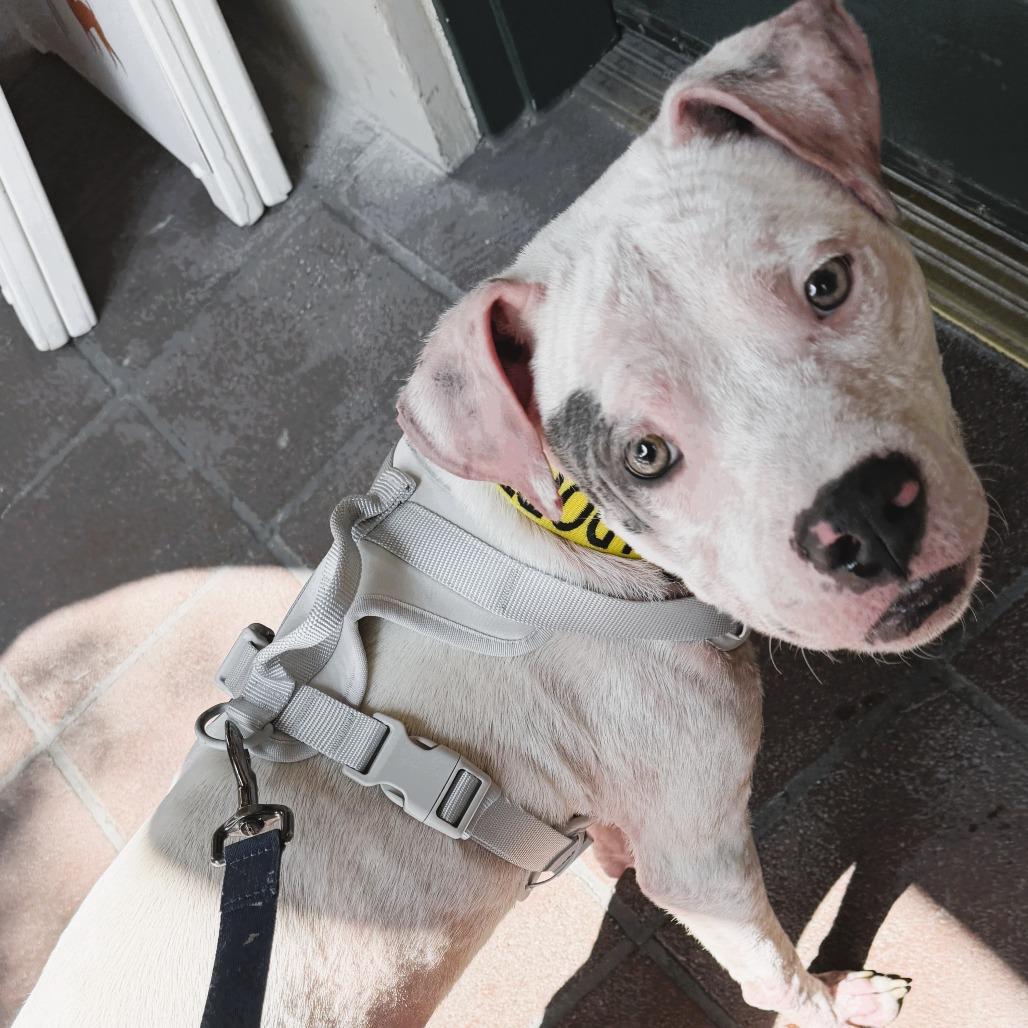 Enlarge Daymond, a Adoptable Pit Bull Terrier in Pasadena, CA image 5/6