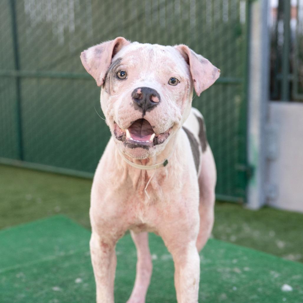 Enlarge Daymond, a Adoptable Pit Bull Terrier in Pasadena, CA image 6/6