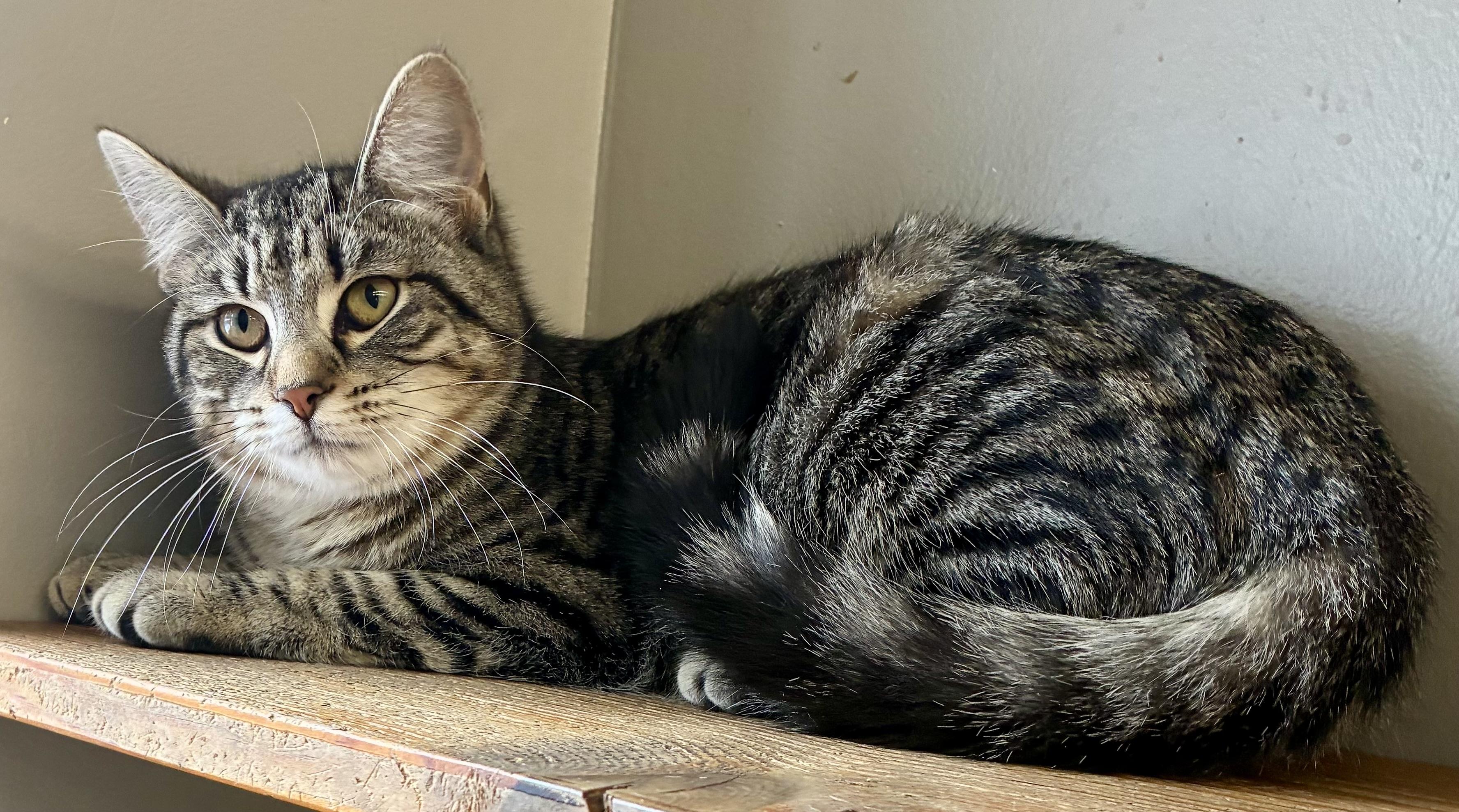 Enlarge SIS, an adopted Domestic Short Hair in Louisa, KY image 2/3