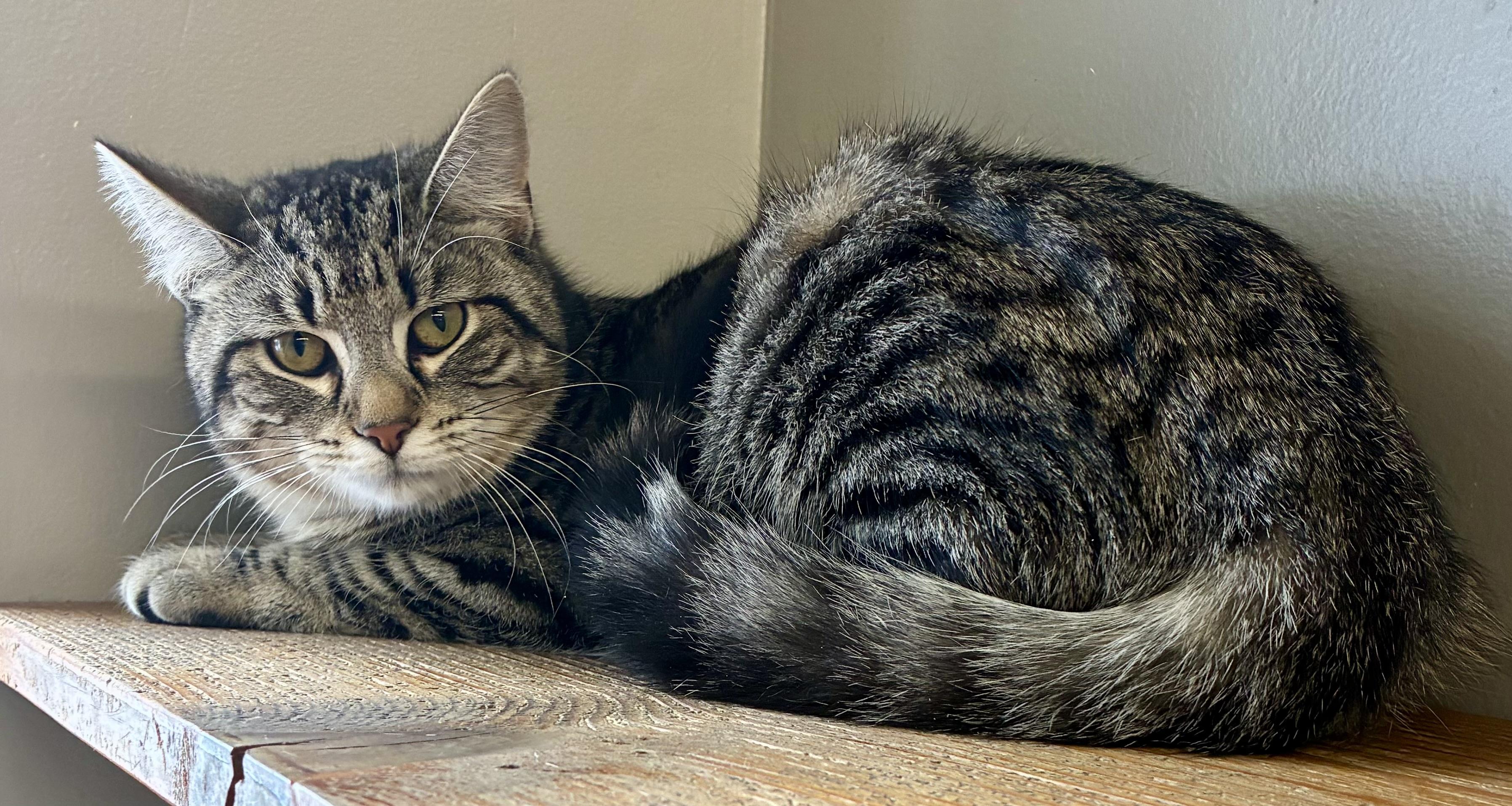 Enlarge SIS, an adopted Domestic Short Hair in Louisa, KY image 3/3