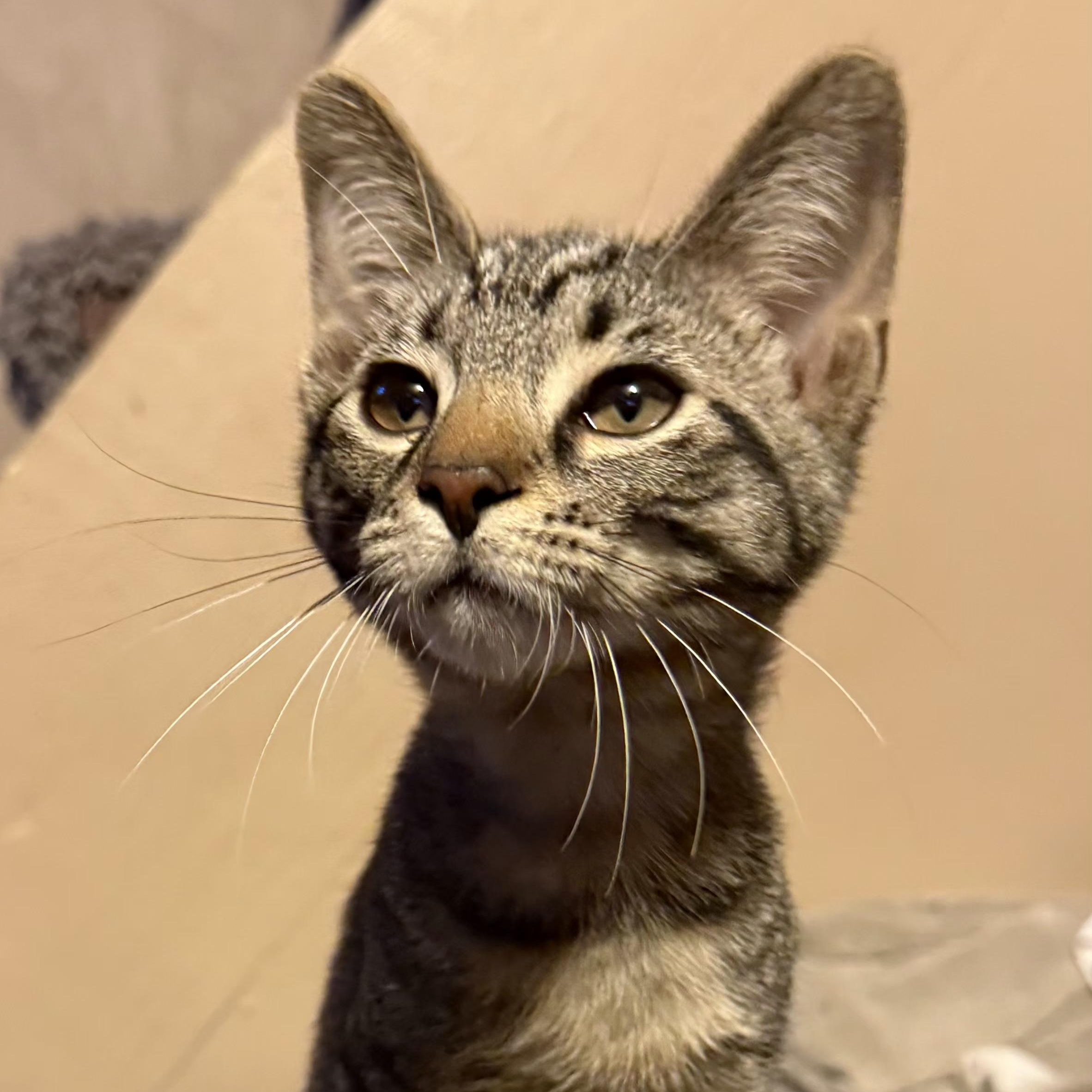 Enlarge Cilantro, a ADOPTABLE mixed breed in South Park, PA image 1/4