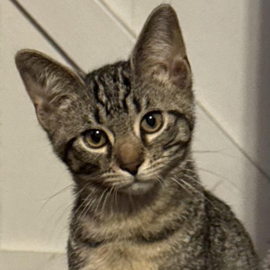 Enlarge Cilantro, a ADOPTABLE mixed breed in South Park, PA image 4/4