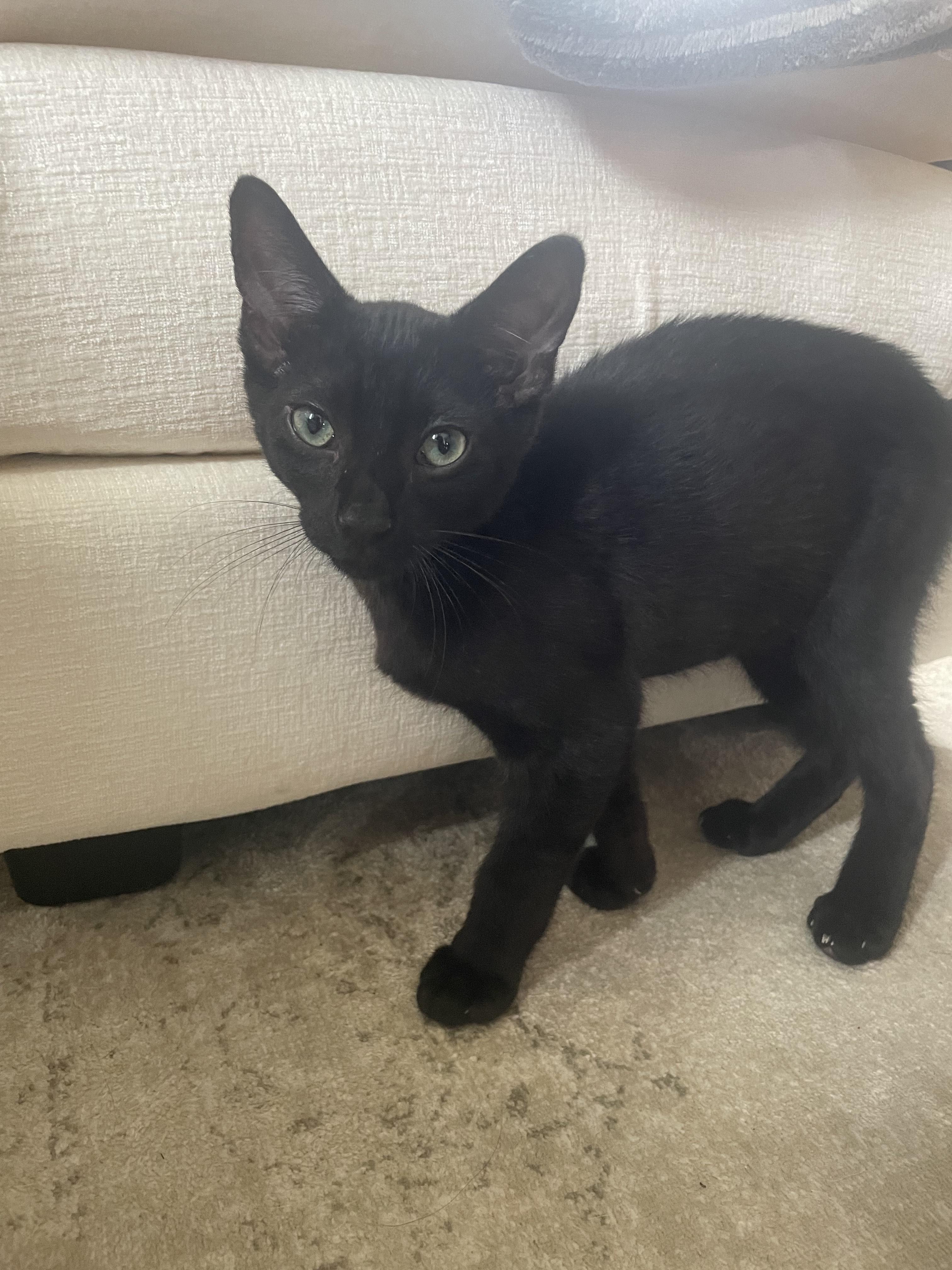 Percy