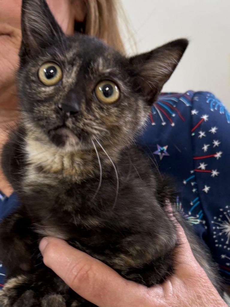 Heather, Adoptable, Kitten Female Domestic Short Hair.