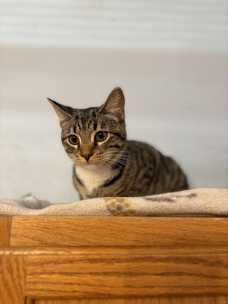 Enlarge Jade, a Adoptable mixed breed in West Mifflin, PA image 1/6