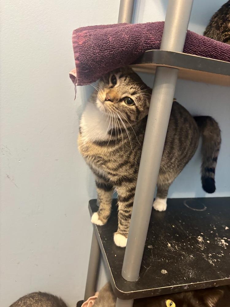 Enlarge Jade, a Adoptable mixed breed in West Mifflin, PA image 2/6