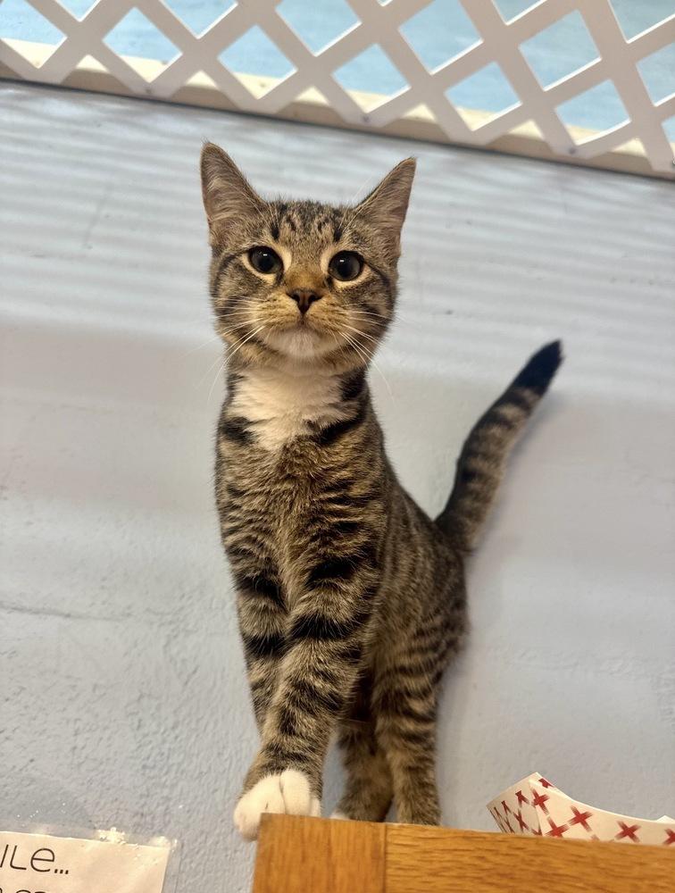 Enlarge Jade, a Adoptable mixed breed in West Mifflin, PA image 3/6