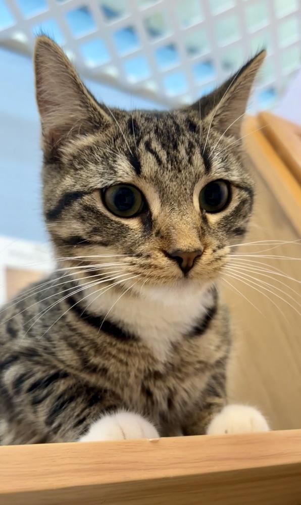 Enlarge Jade, a Adoptable mixed breed in West Mifflin, PA image 4/6