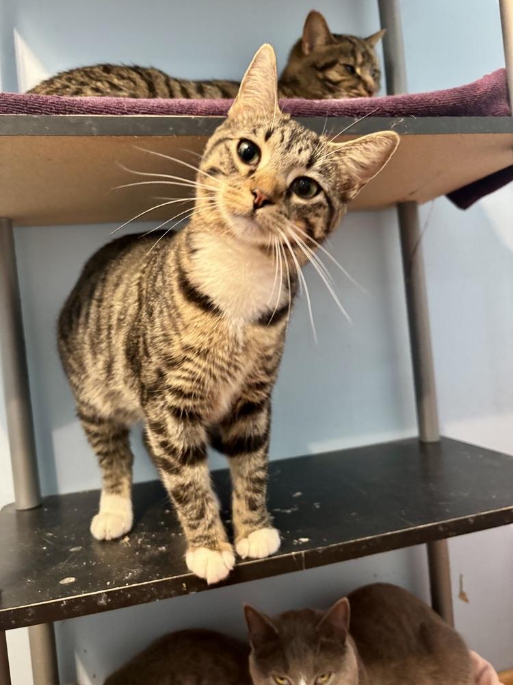 Enlarge Jade, a Adoptable mixed breed in West Mifflin, PA image 5/6