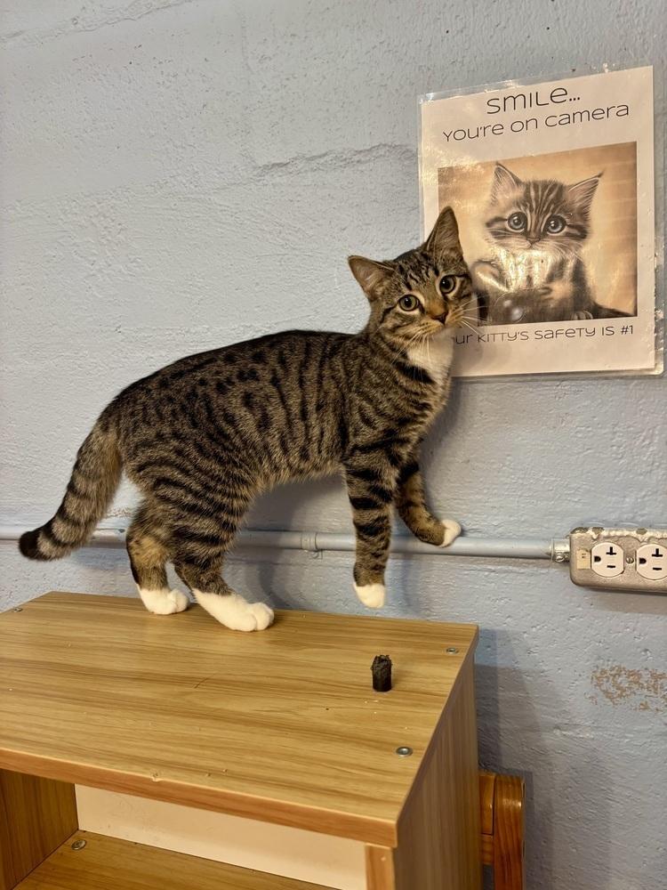 Enlarge Jade, a Adoptable mixed breed in West Mifflin, PA image 6/6