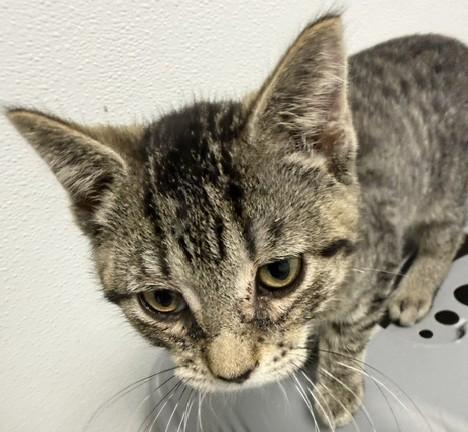 Enlarge Barnaby, a Adopted Domestic Short Hair in Bryan, OH image 1/1