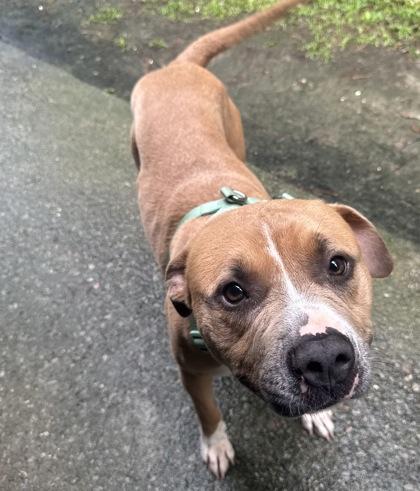 Lewis (HW+), Adoptable, Adult Male Terrier & Mixed Breed.