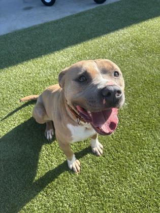 Lewis (HW+), Adoptable, Adult Male Terrier & Mixed Breed.