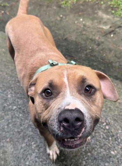 Enlarge Lewis (HW+), a Adoptable mixed breed in Conway, SC image 3/3