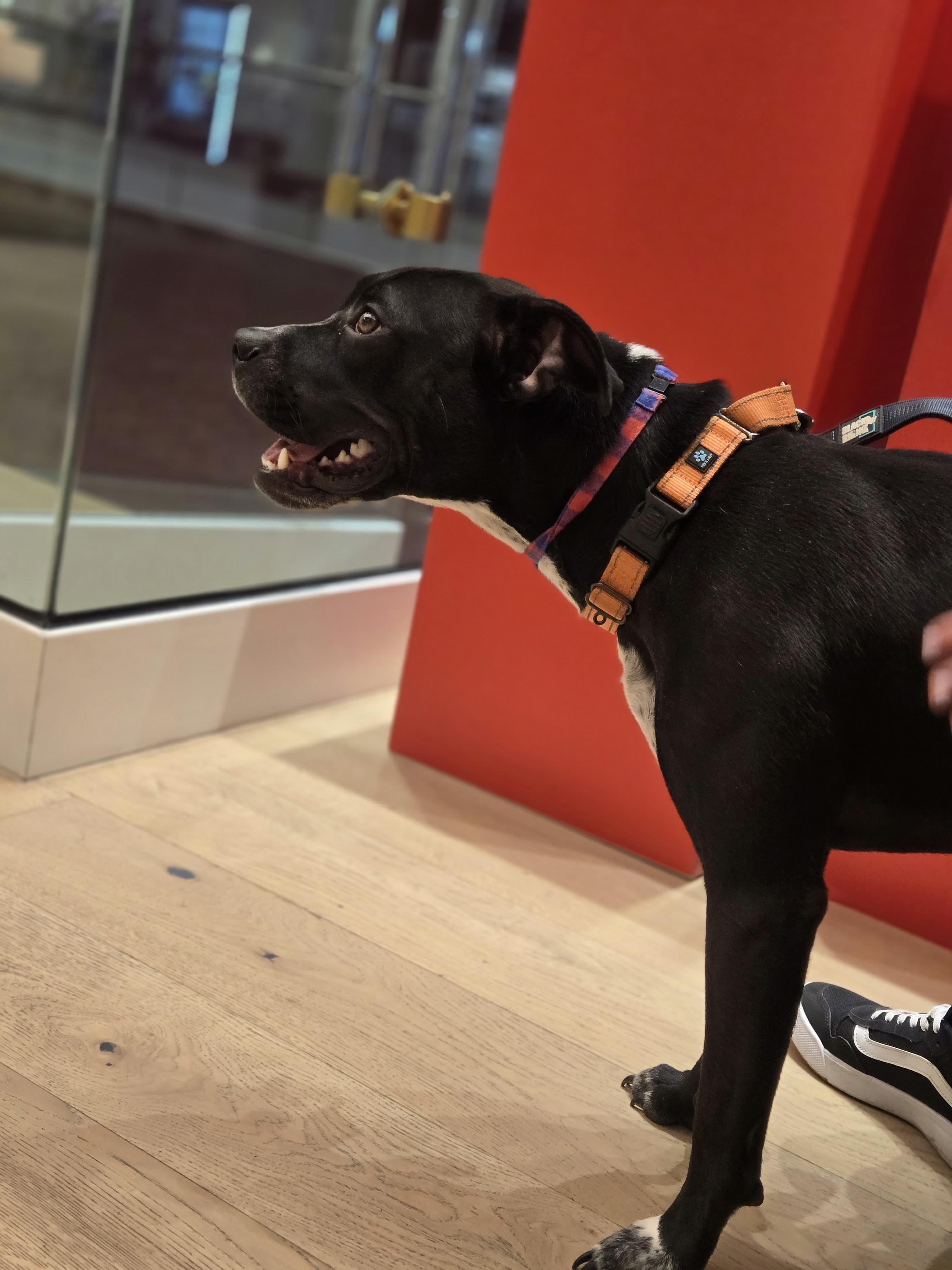 Enlarge Sharky, a Adoptable mixed breed in Yonkers, NY image 3/6