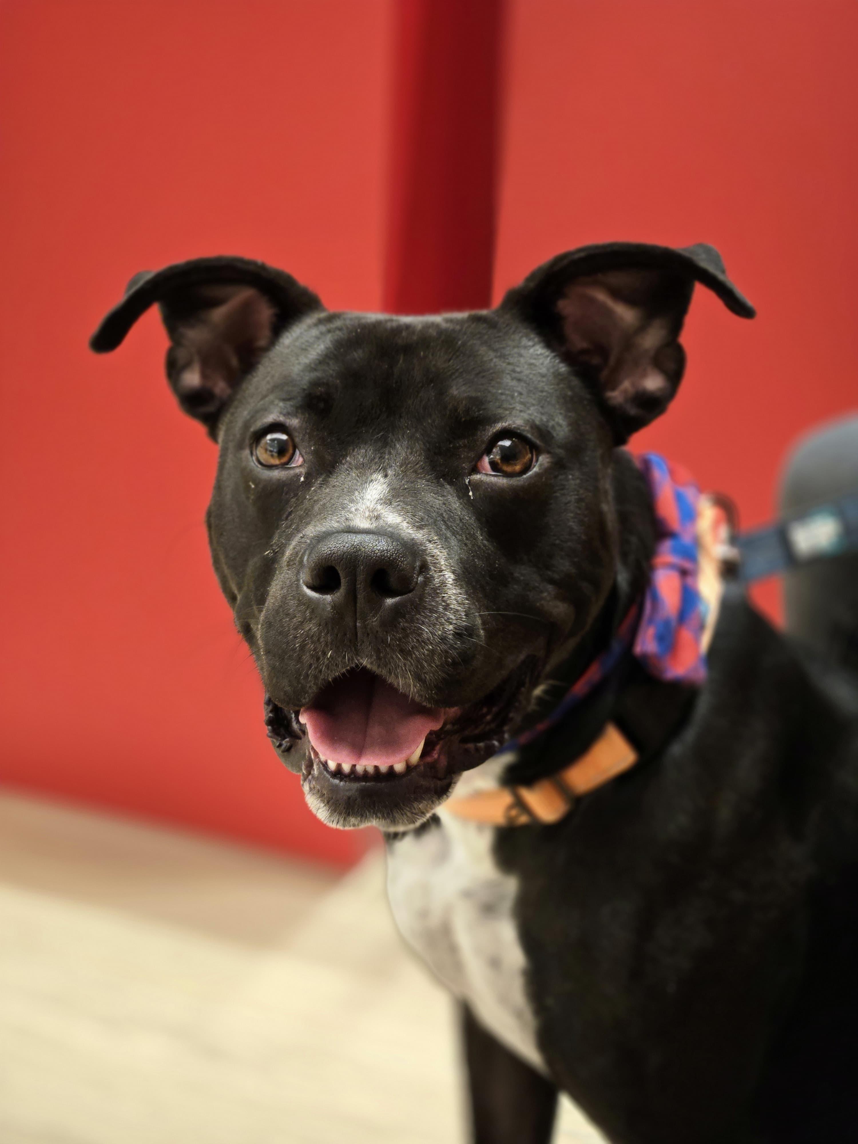 Enlarge Sharky, a Adoptable mixed breed in Yonkers, NY image 2/6
