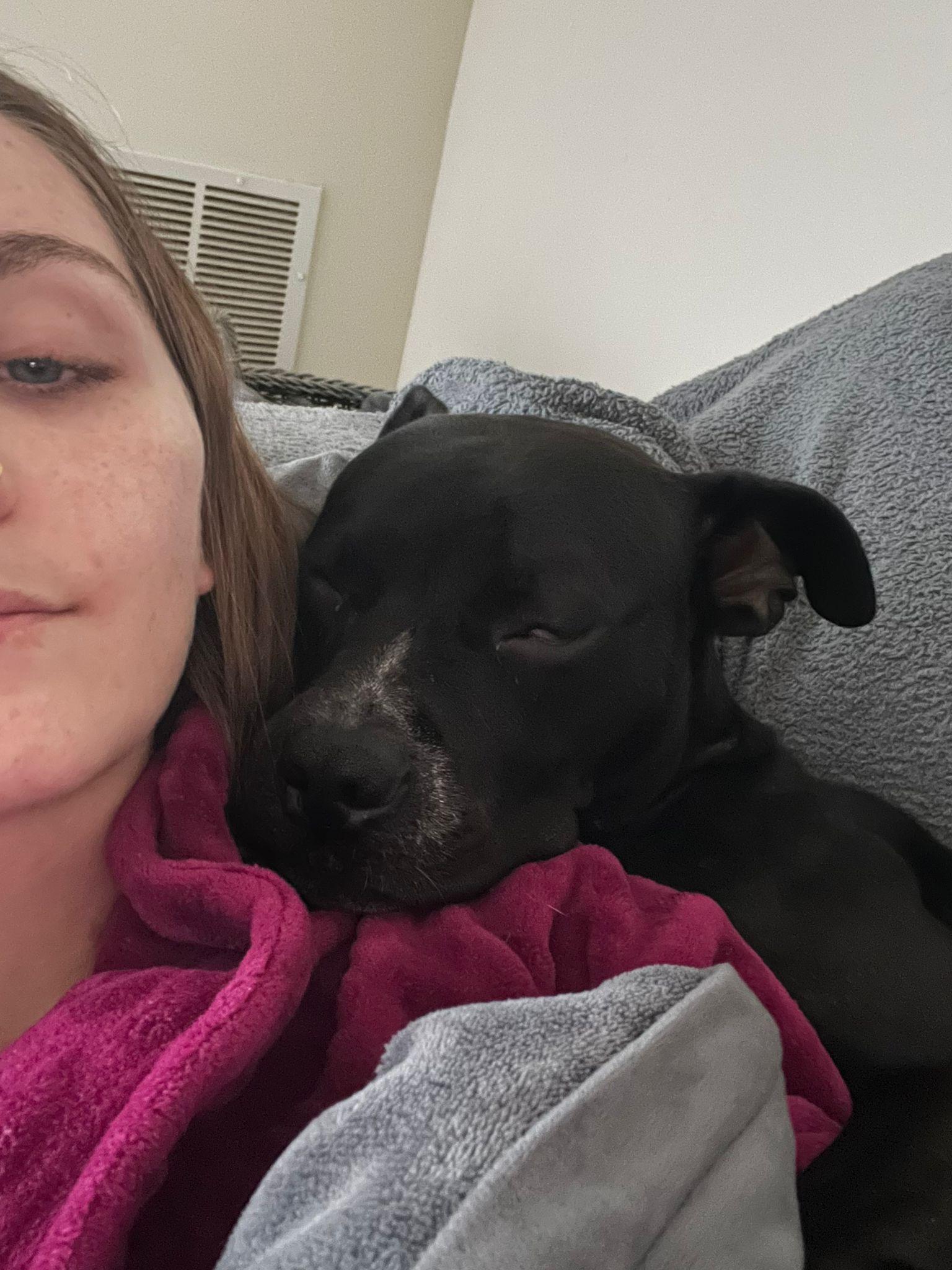 Enlarge Sharky, a Adoptable mixed breed in Yonkers, NY image 3/6