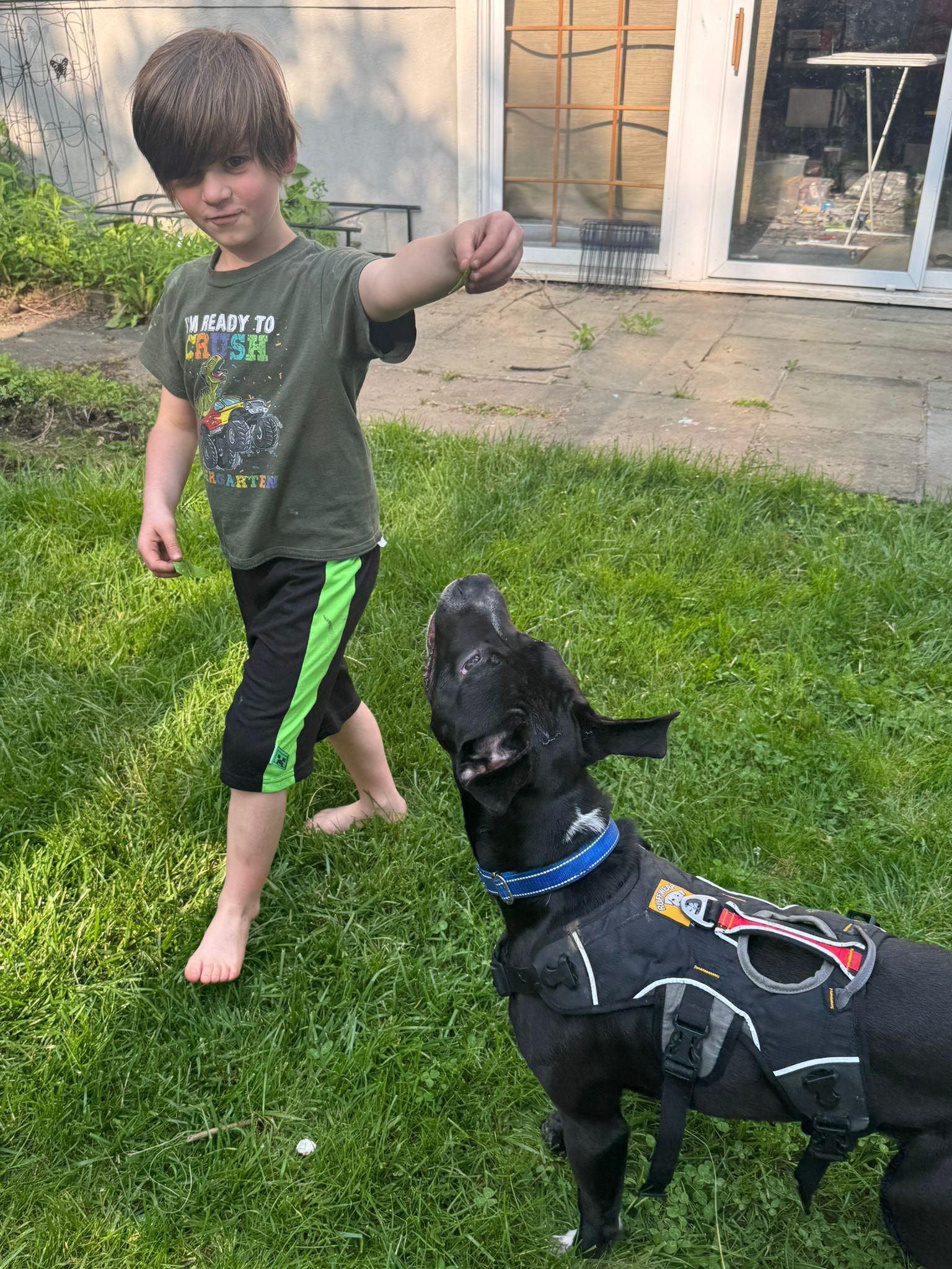 Enlarge Sharky, a Adoptable mixed breed in Yonkers, NY image 5/6