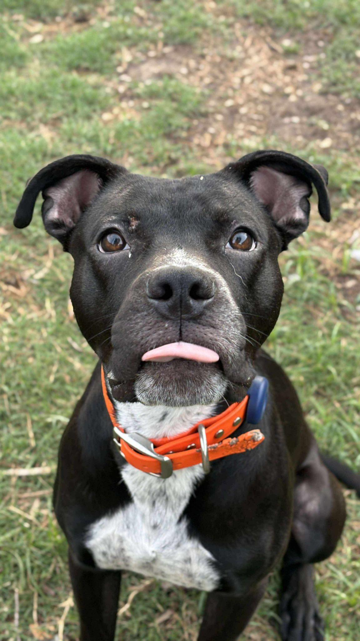 Enlarge Sharky, a Adoptable mixed breed in Yonkers, NY image 5/6