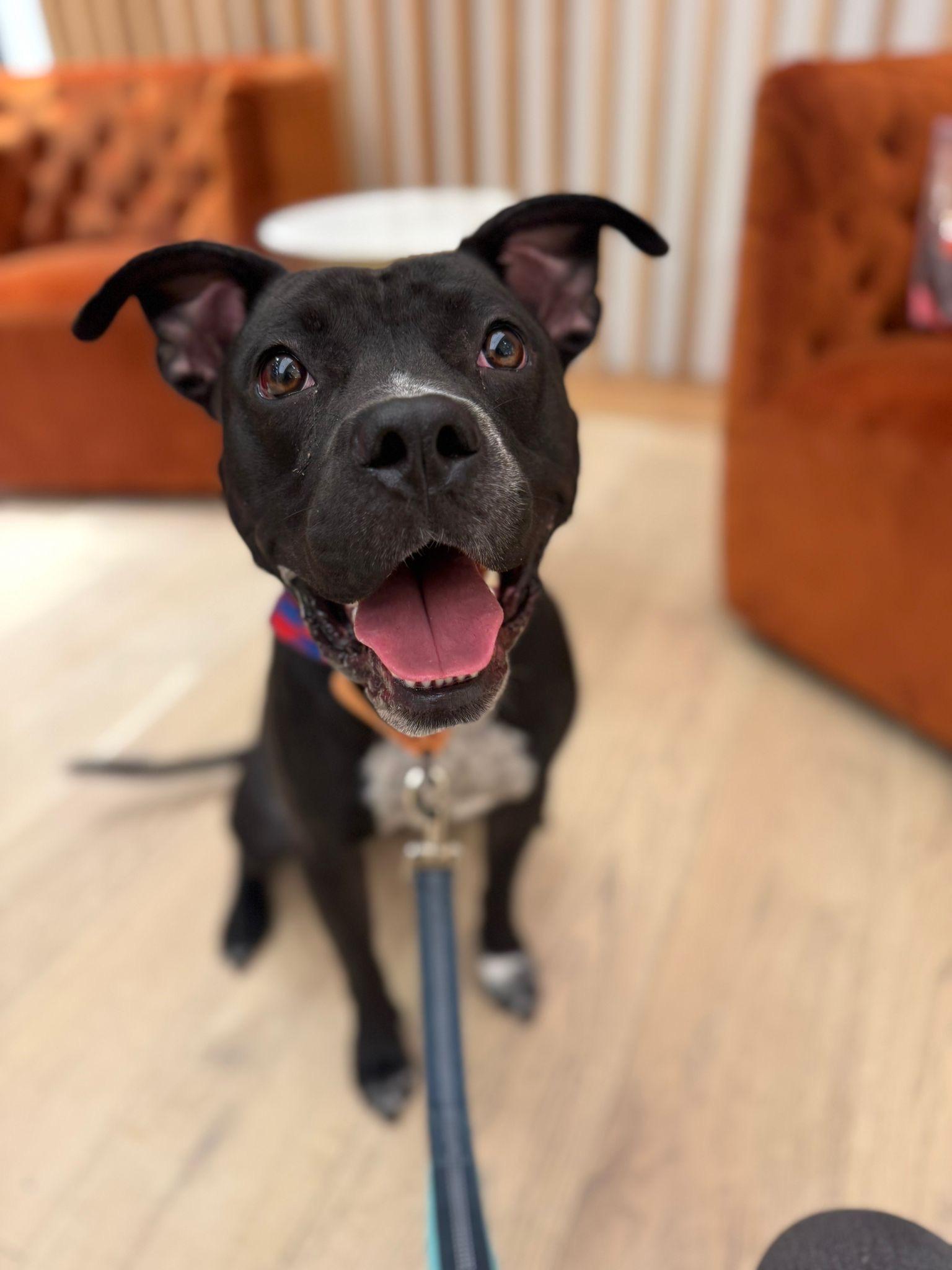 Sharky, Adoptable, Young Male Pit Bull Terrier.