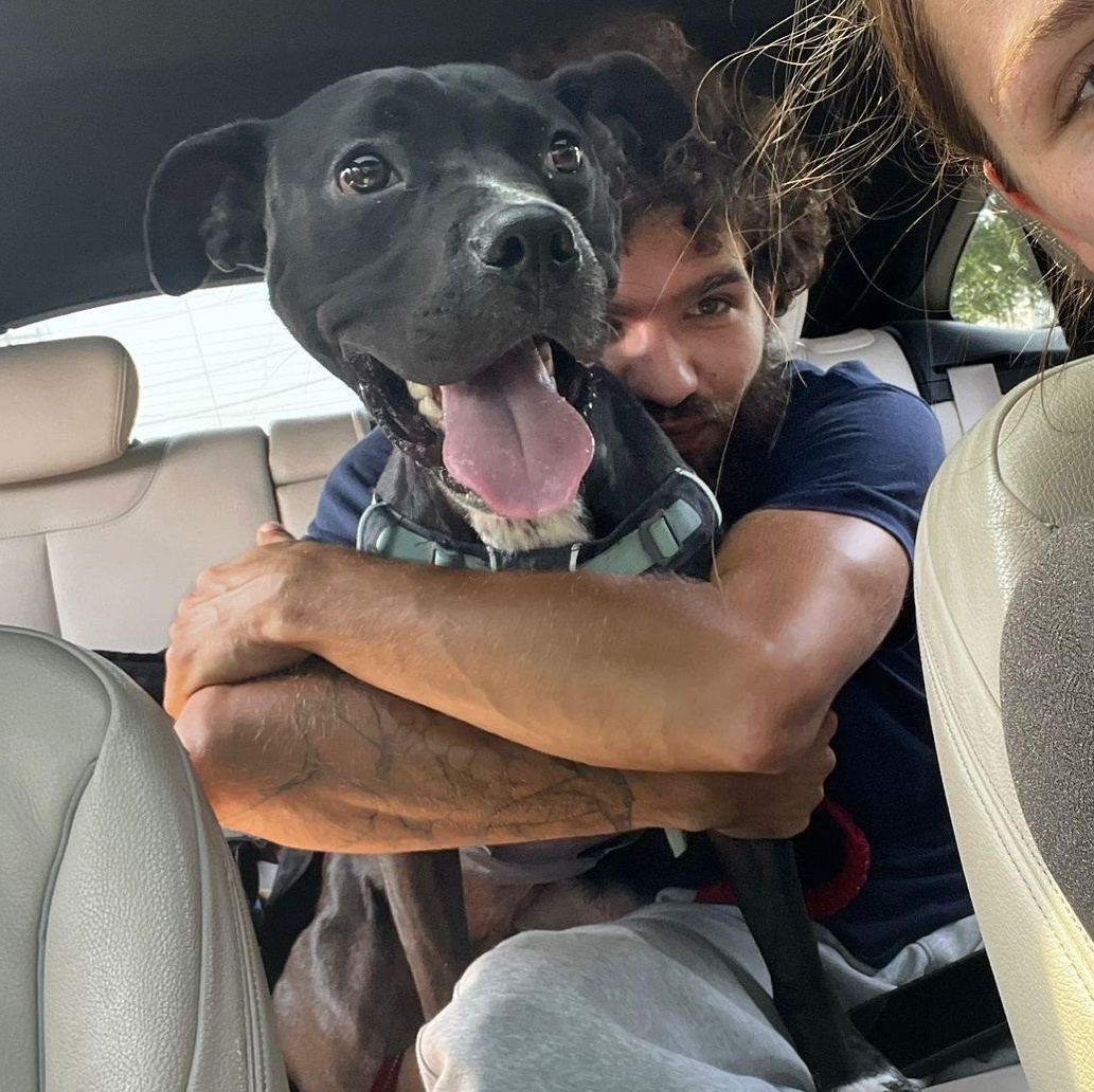 Enlarge Sharky, a Adoptable mixed breed in Yonkers, NY image 1/6