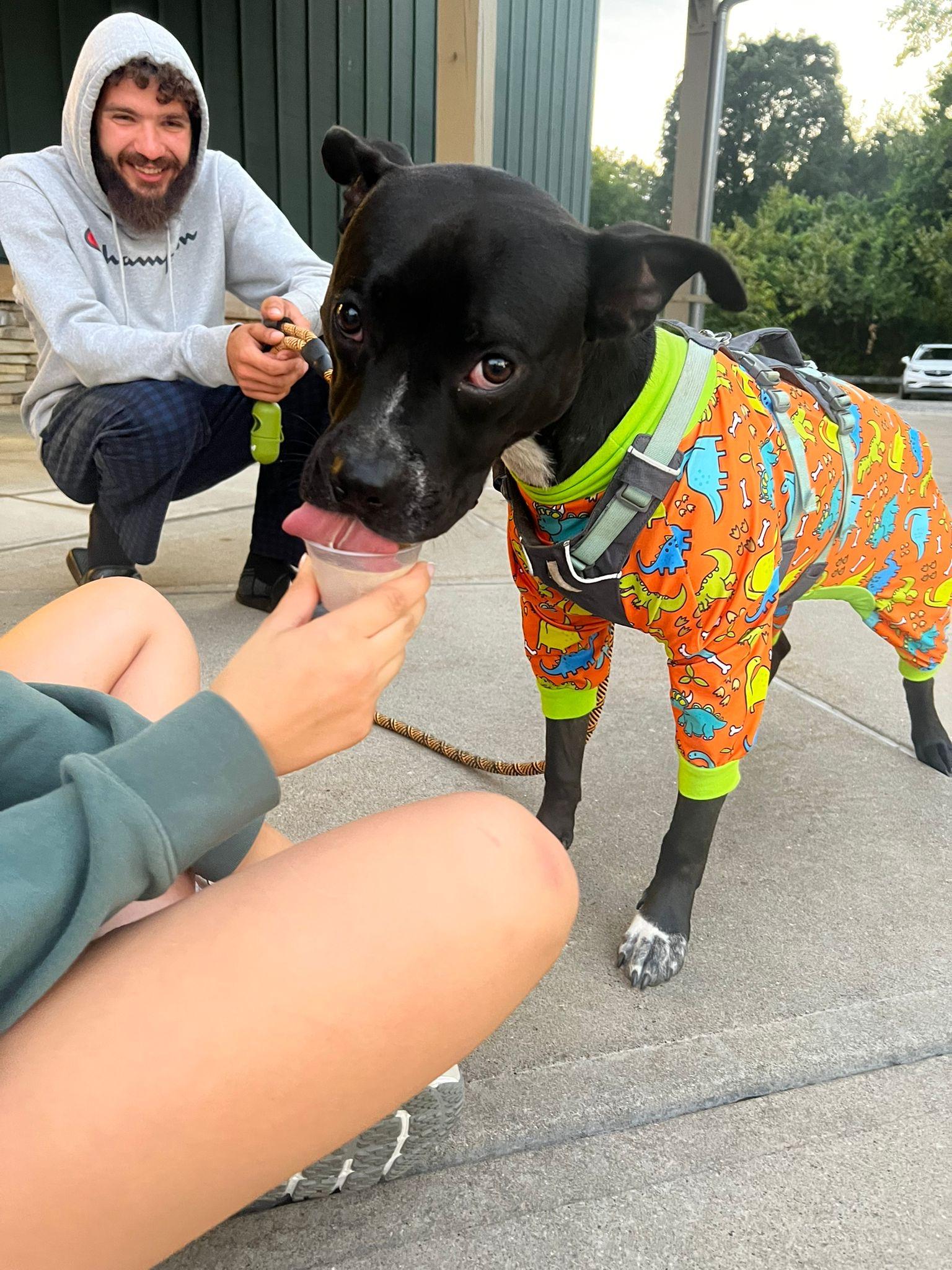 Enlarge Sharky, a Adoptable mixed breed in Yonkers, NY image 4/6