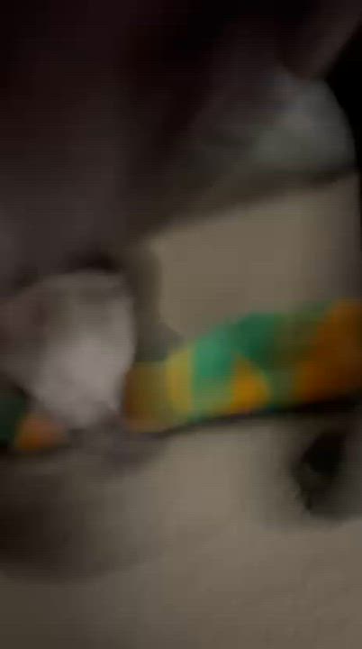 Enlarge Sharky, a Adoptable mixed breed in Yonkers, NY video 6/6