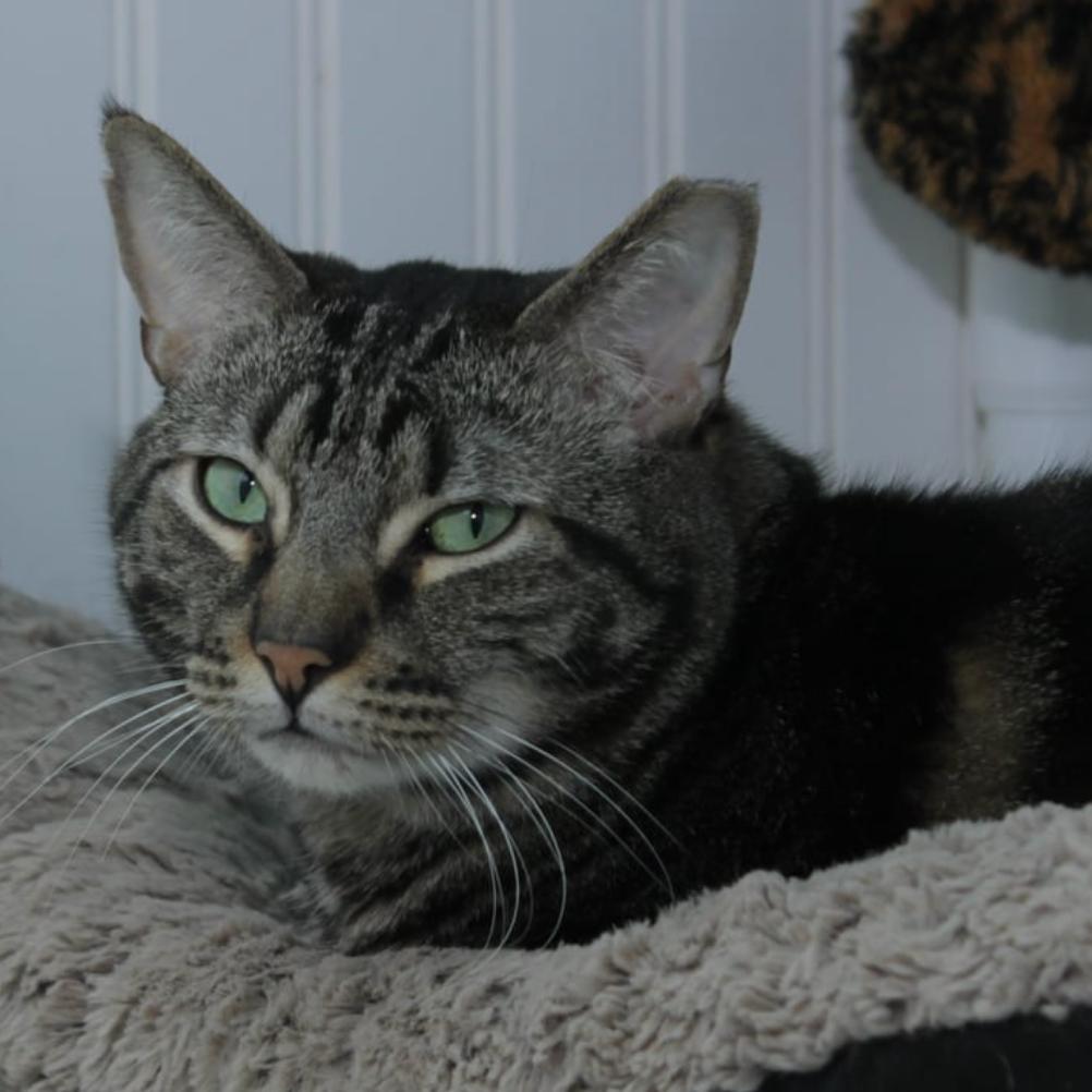 Enlarge 20-210 Dorian, a Adoptable Domestic Short Hair in North Branford, CT image 1/2