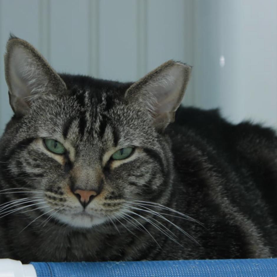 Enlarge 20-210 Dorian, a Adoptable Domestic Short Hair in North Branford, CT image 2/2