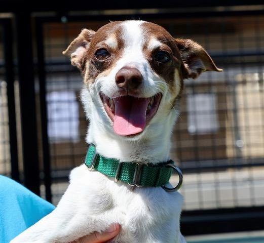 Enlarge Clyde, a ADOPTABLE Rat Terrier in Wingdale, NY image 2/3