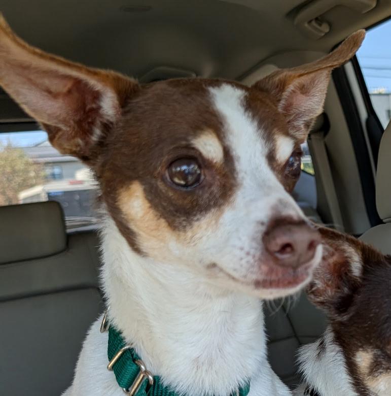 Clyde, ADOPTABLE, Senior Male Rat Terrier.