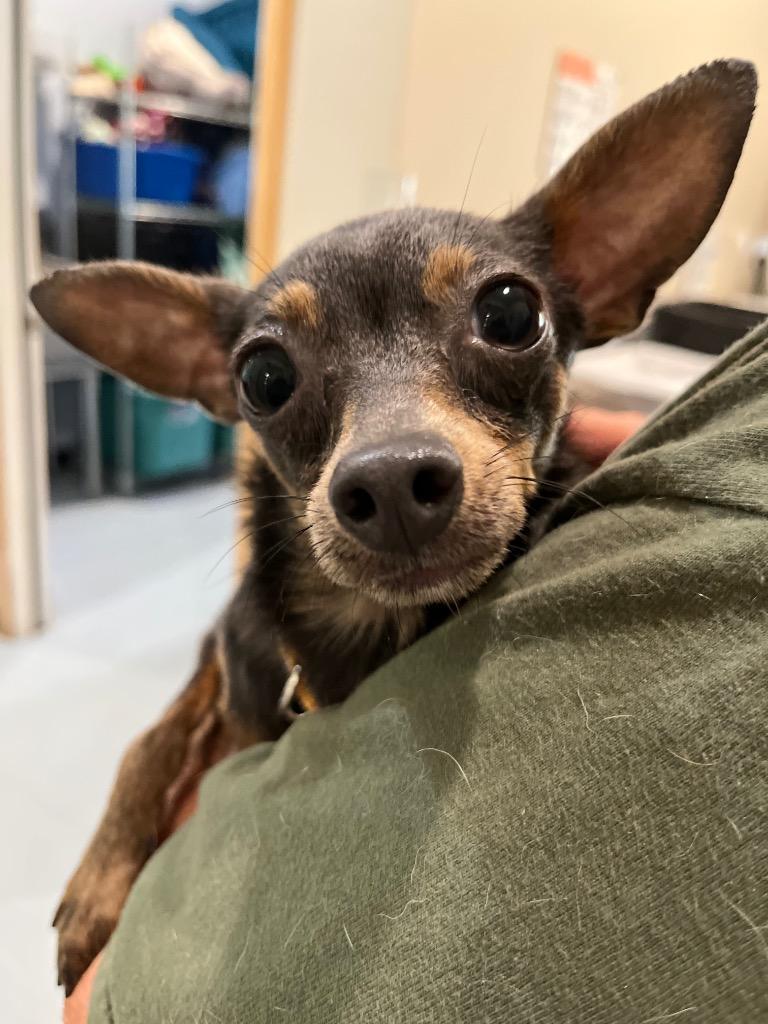AD Chewey, Adoptable, Young Male Terrier & Mixed Breed.