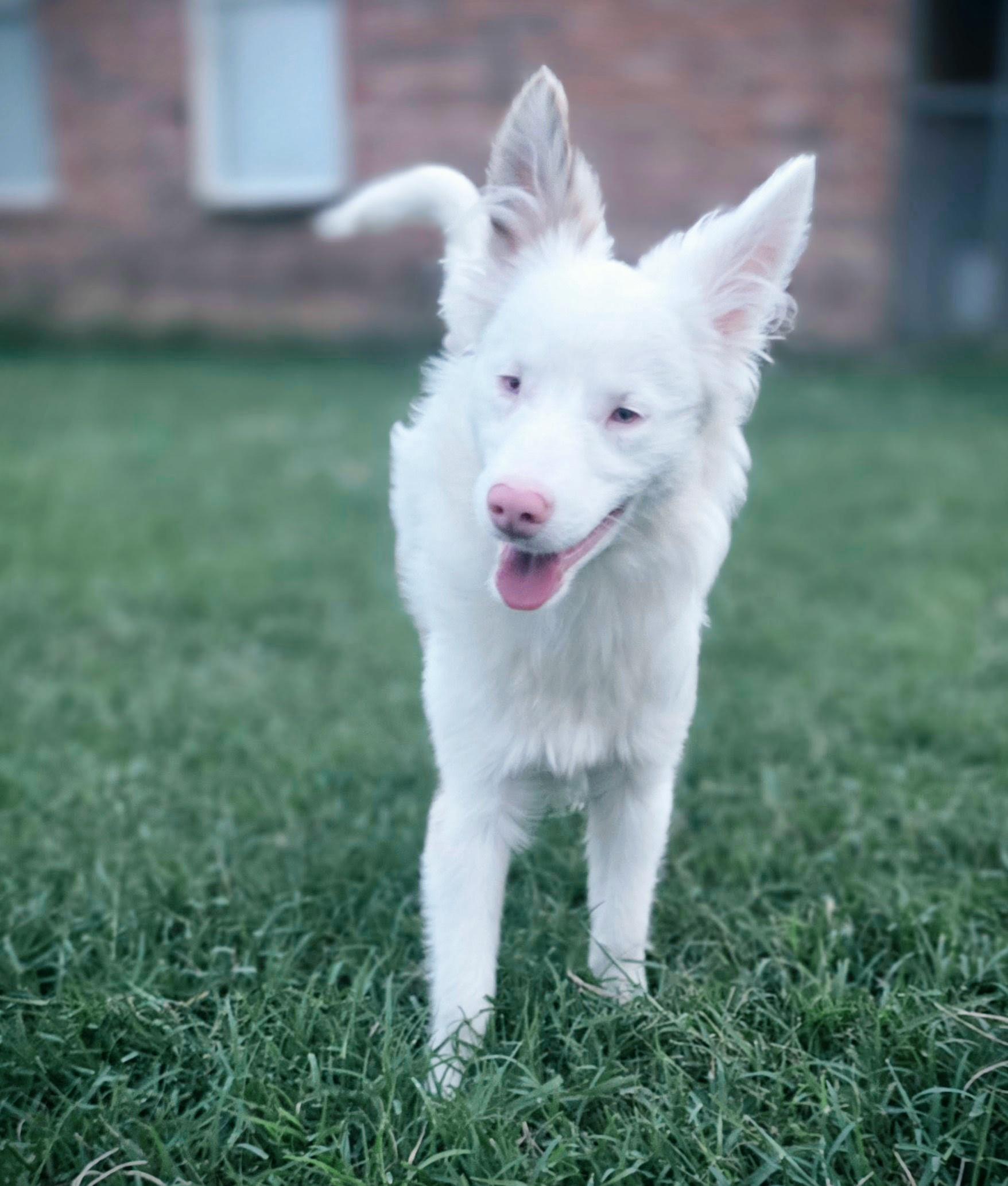 Evie(mini aussie blend), an adopted mixed breed in Killeen, TX image 3/4
