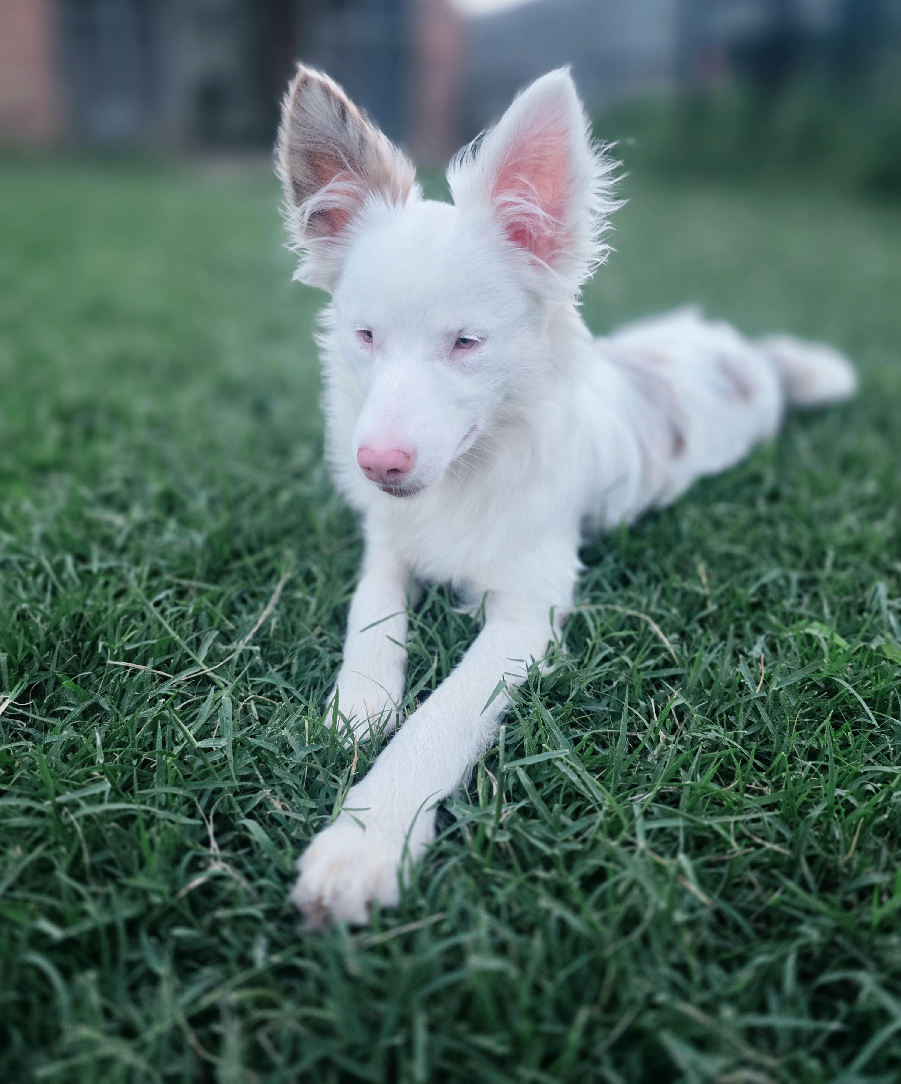 Evie(mini aussie blend), an adopted mixed breed in Killeen, TX image 2/4